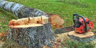 Best Root Management and Removal  in Monmouth Beach, NJ