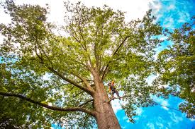 Best Arborist Consultation Services  in Monmouth Beach, NJ