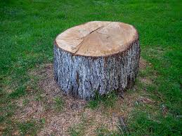 Best Tree Trimming and Pruning  in Monmouth Beach, NJ