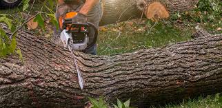 Best Fruit Tree Pruning  in Monmouth Beach, NJ