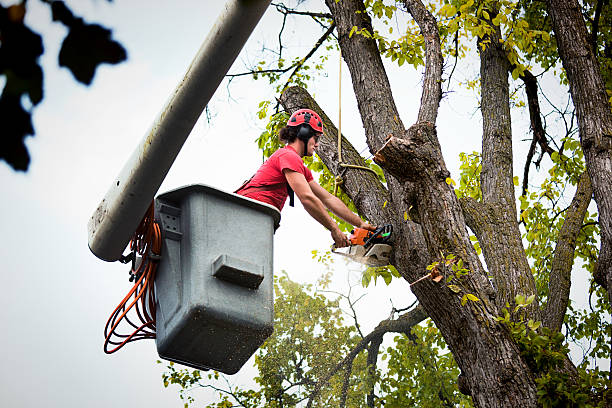 Best Tree Removal  in Monmouth Beach, NJ