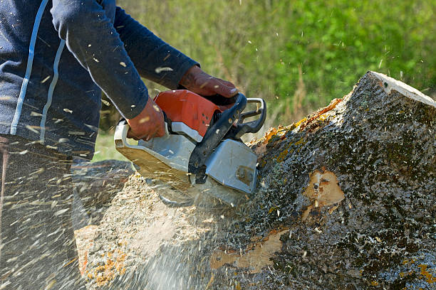 Best Pest Control for Lawns  in Monmouth Beach, NJ